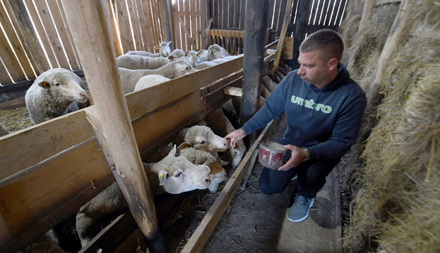 Задругарство на делу: Деда и унук узгајају овце са француским педигреом